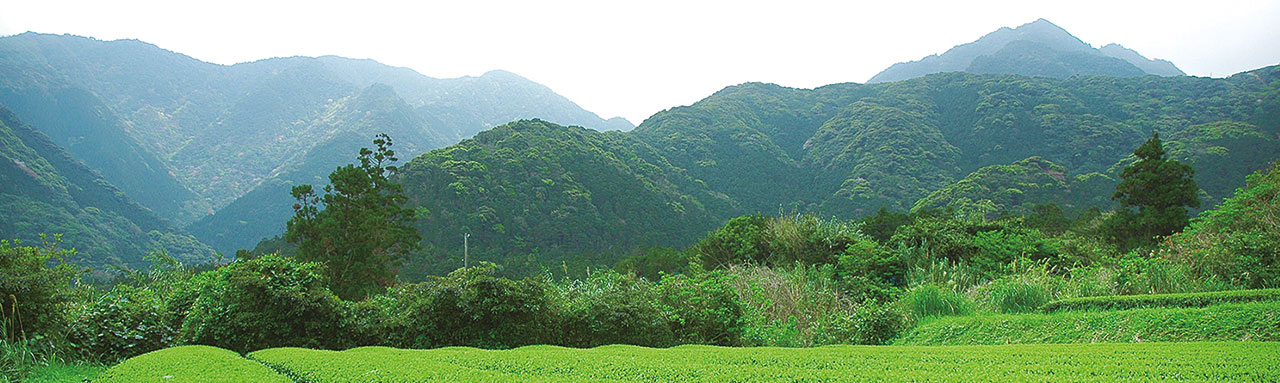 En savoir plus sur les thés verts du Japon