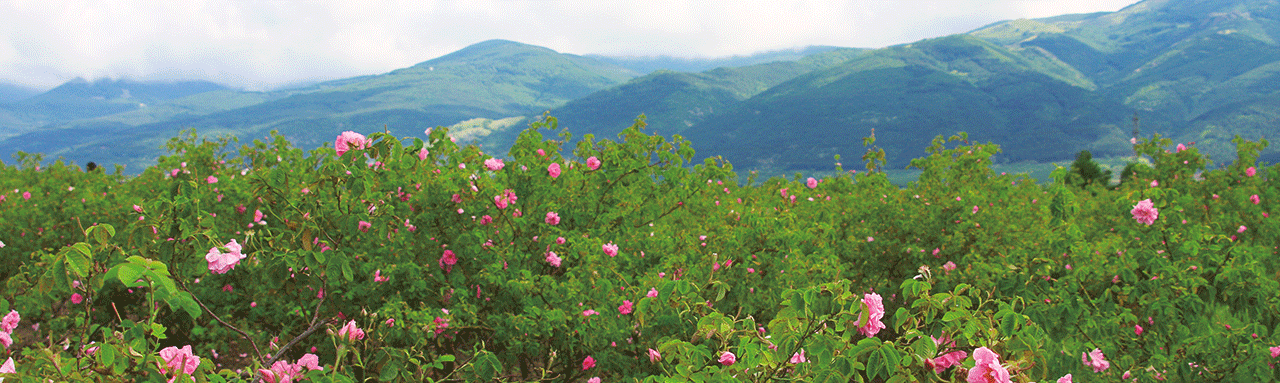 Roses de Damas en Bulgarie.